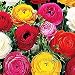 French Peony Ranunculus - 12 Top Size Corms