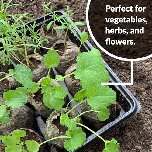 Image of 100 Count- Jiffy 36 MM Peat Soil Pellets Seeds Starting Plugs: Indoor Seed Starter- Start Planting Indoors for Transplanting to Garden or Planter Pot