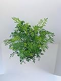 Plant, Ruda Plant Common Rue Ruta graveolens Herb of Grace 7 to 12 inches Tall in a 4 inches Plastic Pot.