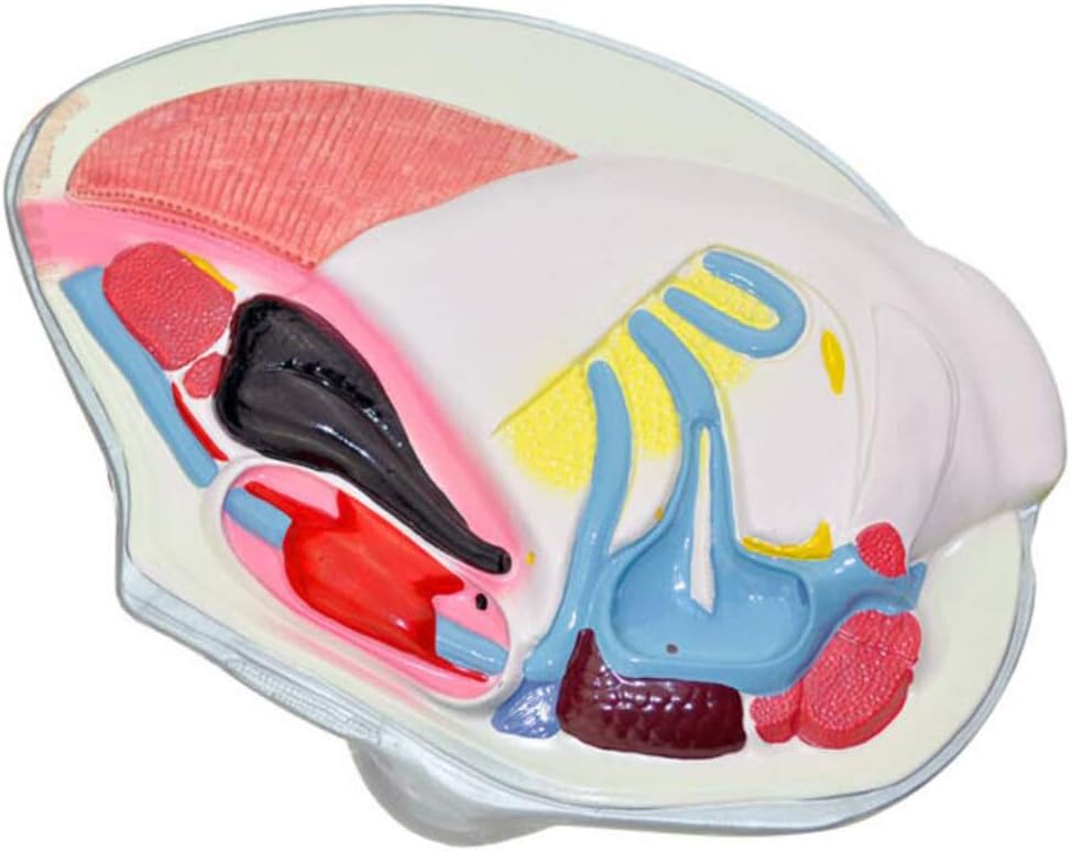 River Mussel Model - Animal Anatomical Model River Mussel Model Research Teaching Model River Mussel Model for Junior High School Biology Science and Educational Instrument