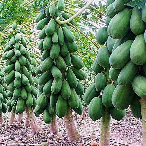 400 seeds, Desi papaya seeds for planting, Germination tested (400 seeds) (B0CGPT3KPM) Amazon Price History, Amazon Price Tracker