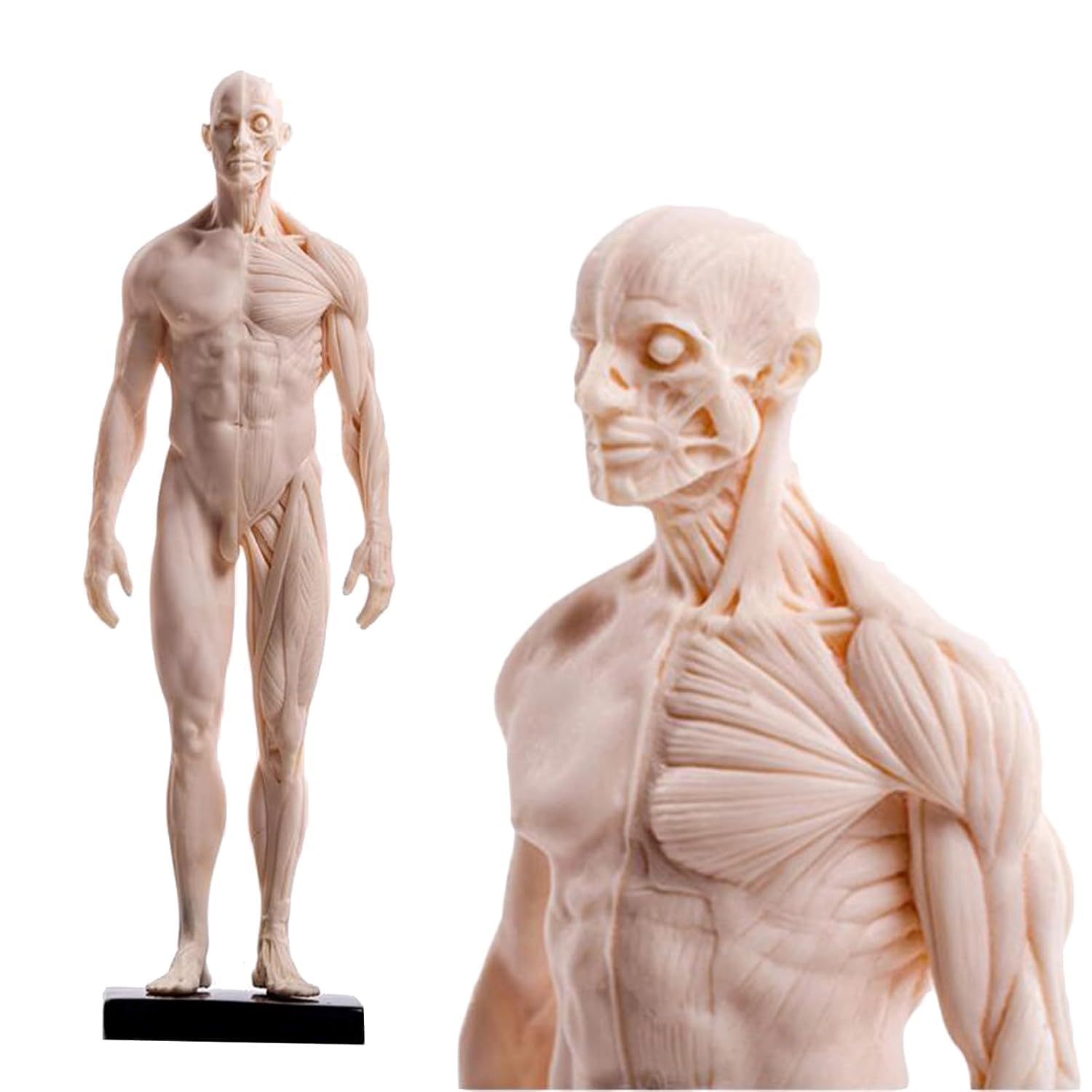 Modello di anatomia umana 30 cm maschio femmina muscolo figura-3 pezzi