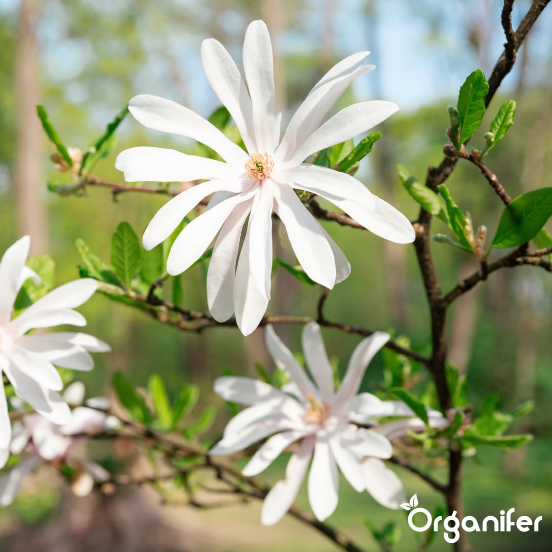 Fertilizzante Liquido Per Magnolia Stellata 3L – Concime Organico Per Fioritura Elegante E Fogliame Sano – Rafforza Radici E Crescita Sana – Organifer