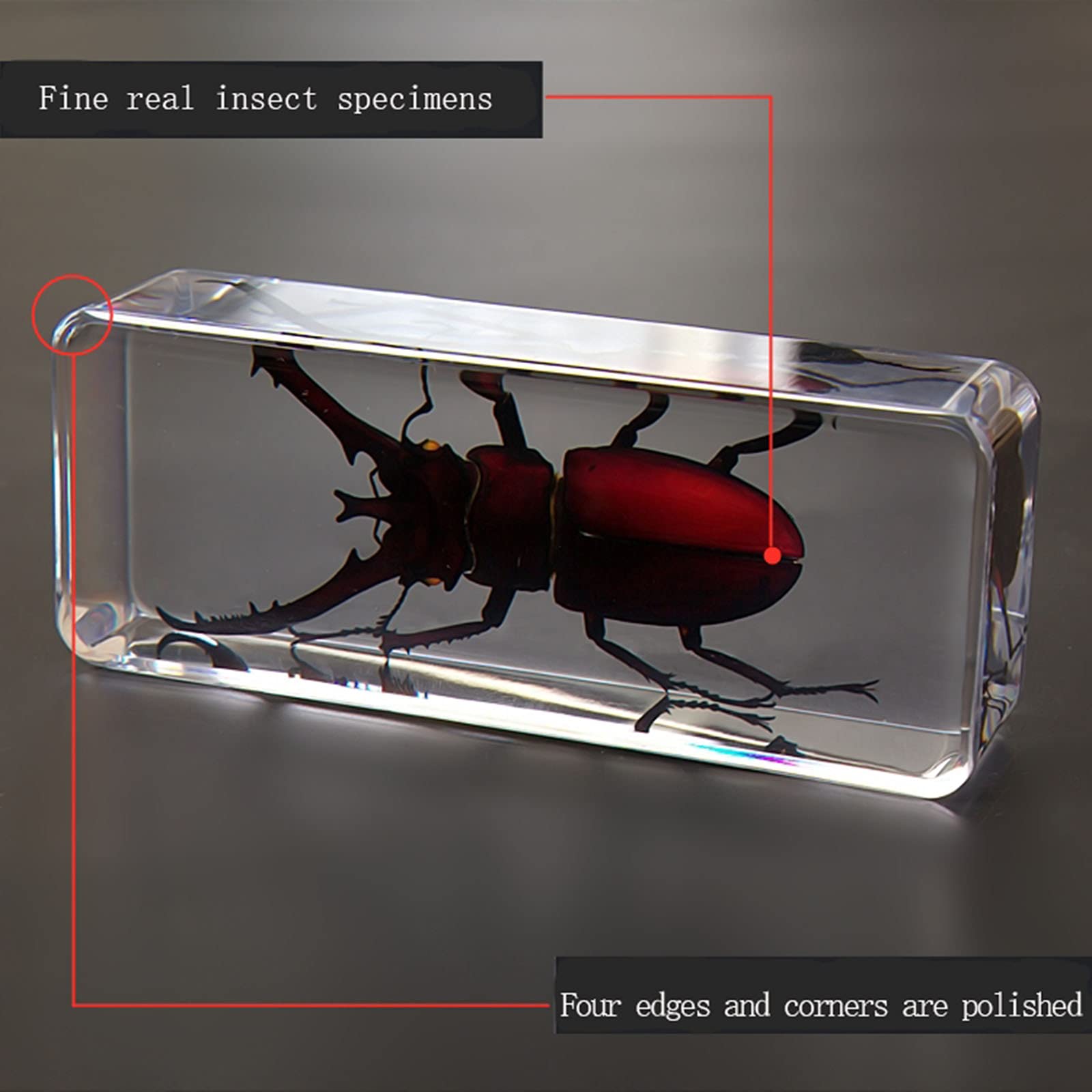 透明標本　ハブ頭部 415WsvRNL-L._UF350,350_QL50_.jpg