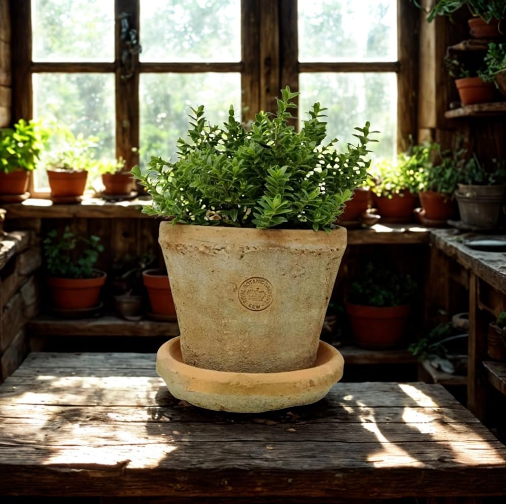 Small Terracotta Plant Pot with Saucer, Rustic Planter, Succulent Pot, Terracotta Plant Pot with Dish, Redstone Weathered Aged Stone Herb, Bulb, Crocus, Flower Pot Planter