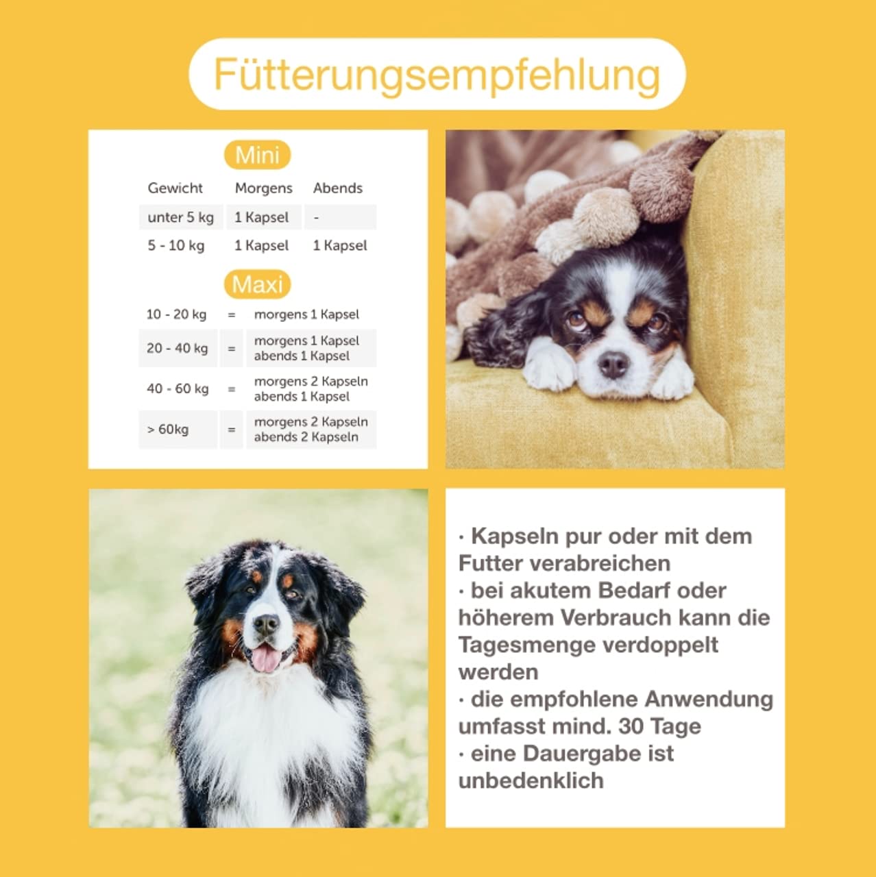 Sparbundle Immune mini (ehemals EPA 70) & Senior mini - je 100 Kapseln tierärztliches Ergänzungsfuttermittel für kleine Hunde im Alter.