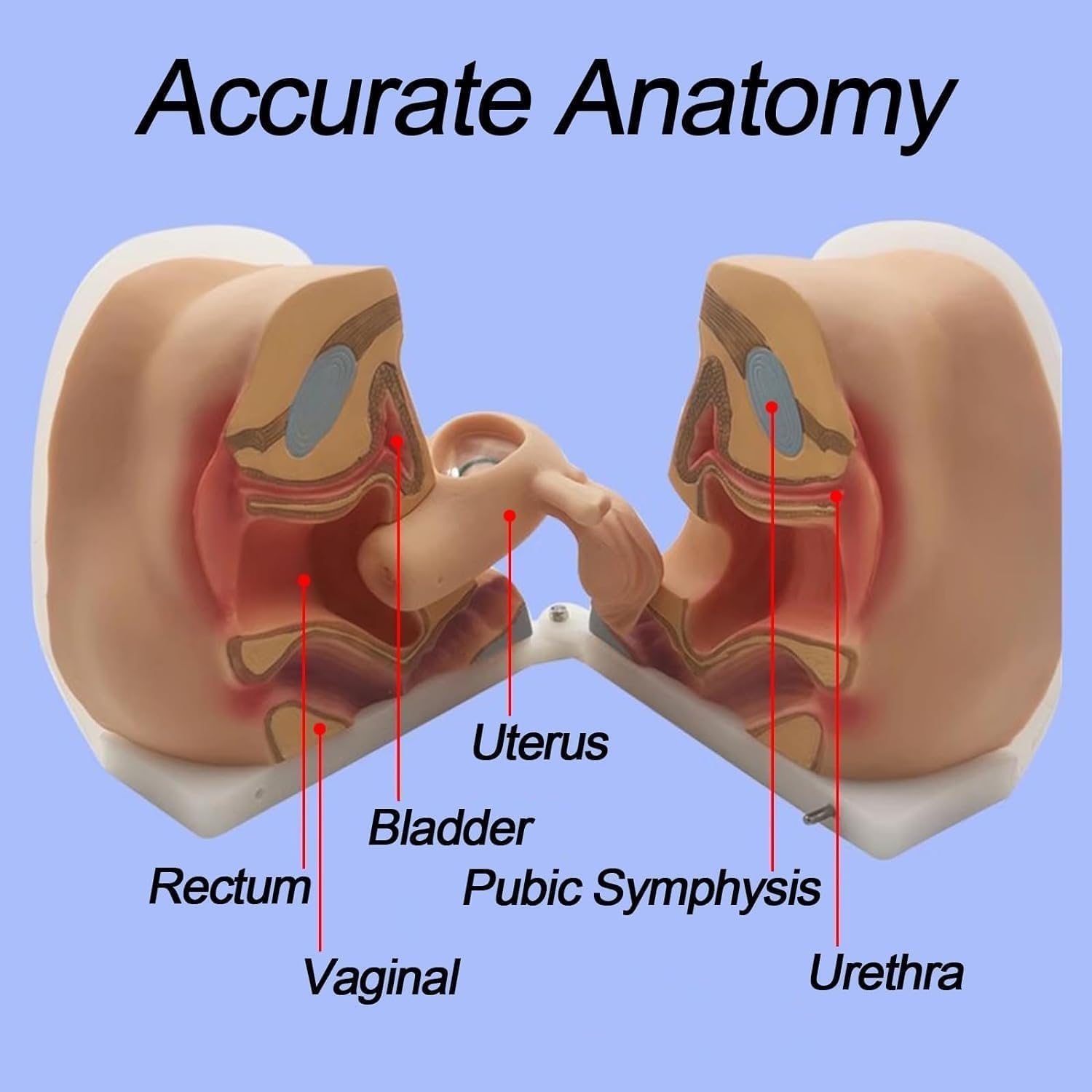Utero Femminile Umano e Modello dell'ovaio, Modello ginecologico di Guida contraccettiva di Struttura Anatomica accurata