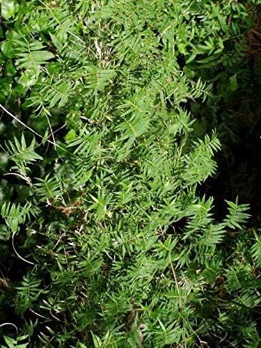 Fernleaf Bamboo – Bambusa Multiplex ‘Fernleaf’ – 4 Feet Tall Now - 1 Gallon Size- Non Invasive