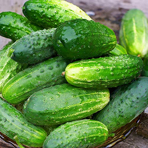 Cucumber 'Goblin' F1 Hybrid is a Half-Hardy Annual USA bred Cucumber ‘Goblin’ Produces Excellent yields of Snack Size Fruits by Thompson and Morgan