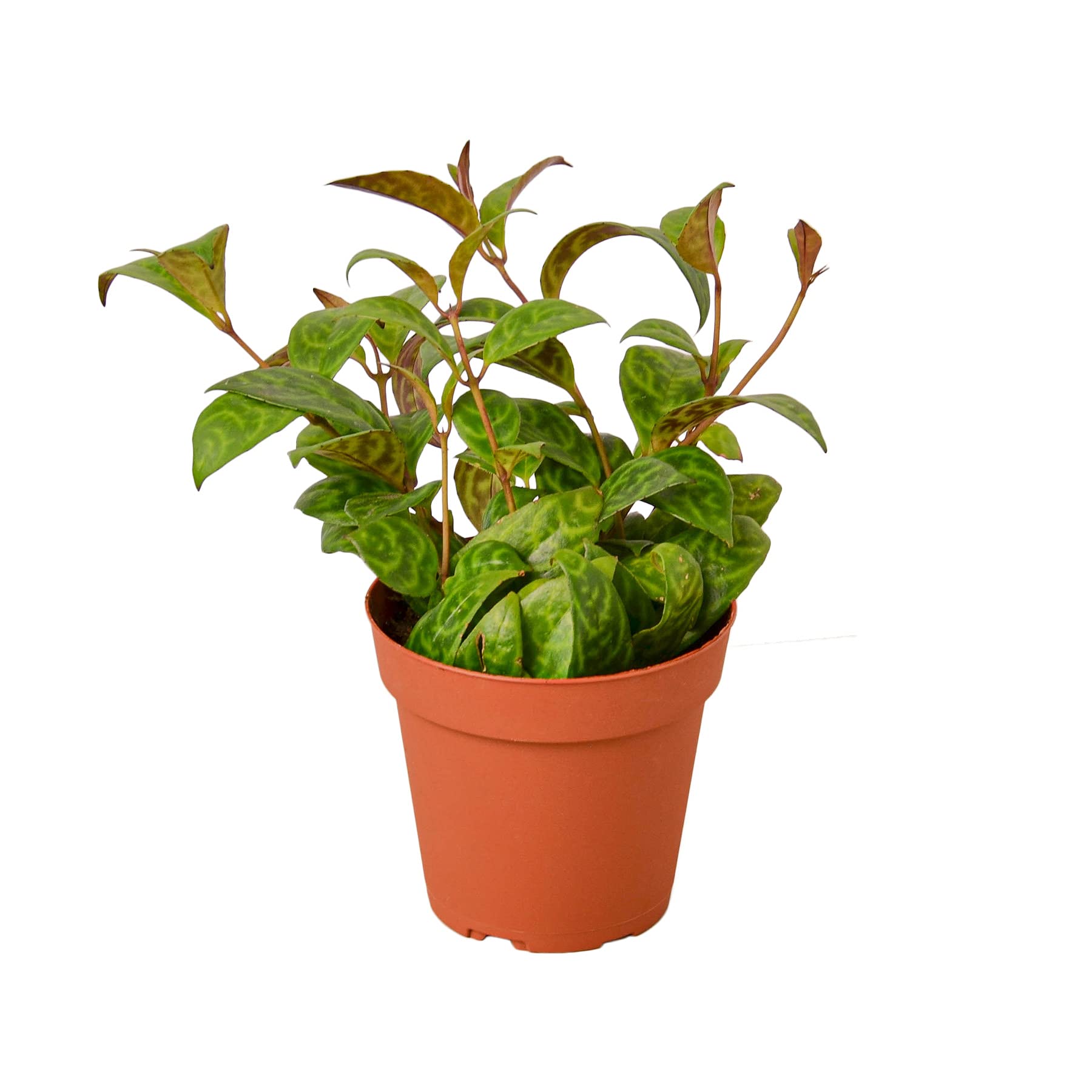 House Plant Shop Lipstick Black Pagoda