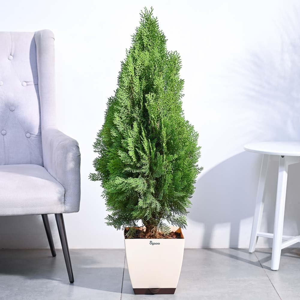 UGAOO Thuja Plant (XL) (B0D5R7Z77J) Amazon Price History, Amazon Price Tracker