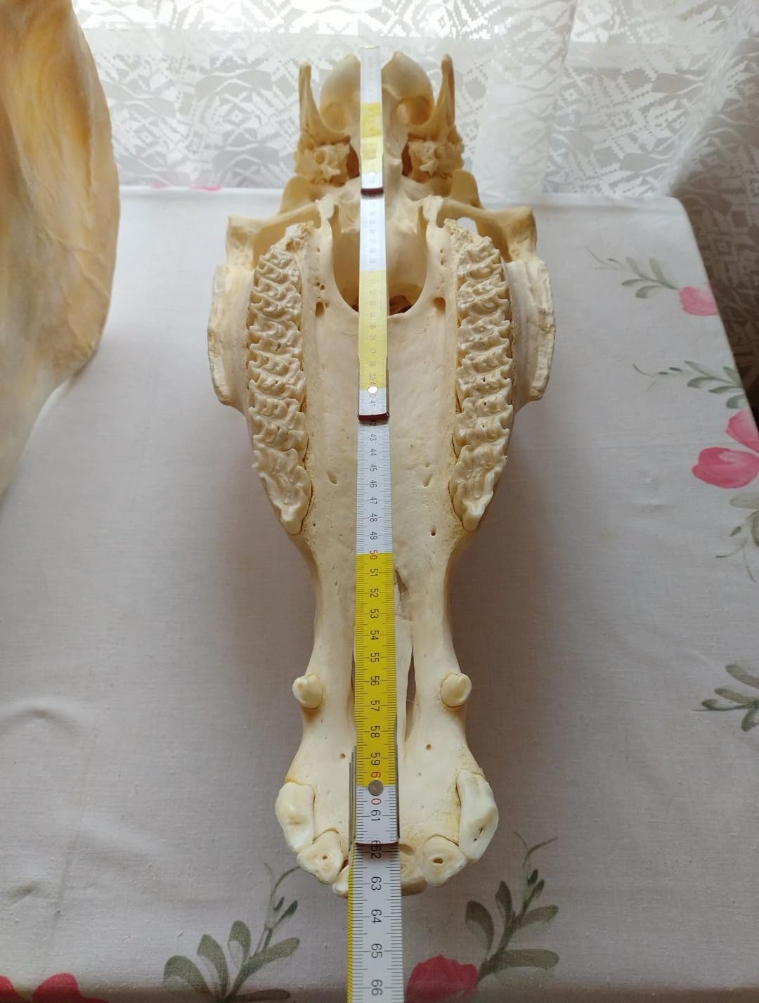 Teschio di cavallo, denti completi, tassidermia, anatomia, ricerca scientifica