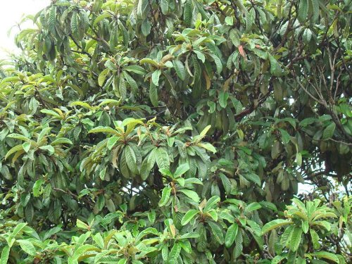 100% Pure Wild Original Ecology Loquat Leaf, Relieving Cough, Reducing Sputum, Chinese Herb 250G #TOP4