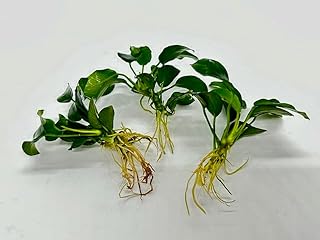 (水草)アヌビアスナナプチ (3株) 無農薬 【水草セット 冬 栄養 アクアリウム 水槽 メダカ 熱帯魚 アヌビアスバルテリーナナ ナナプチ】