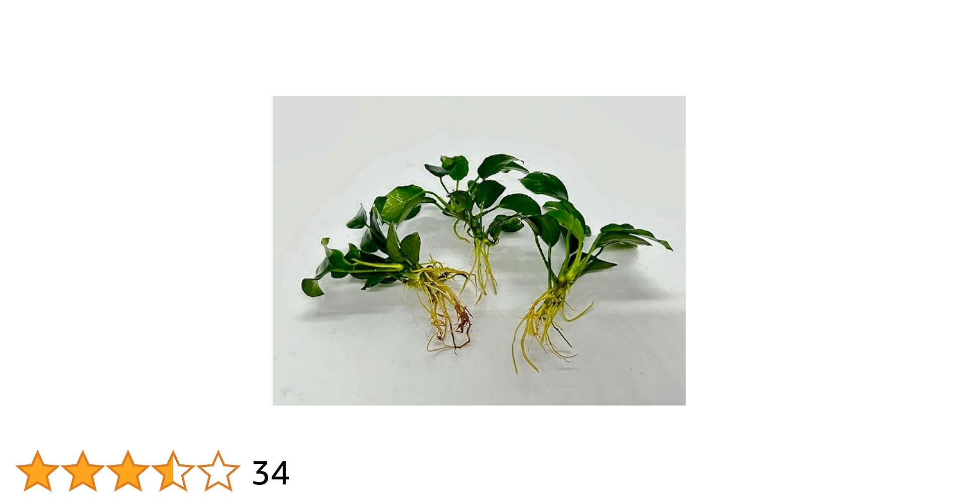 Amazon.co.jp: （水草）アヌビアスナナプチ (3株) 無農薬 【水草