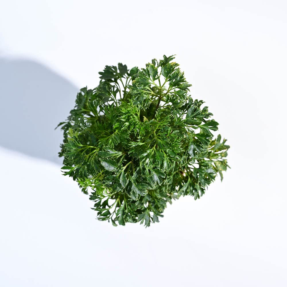 Ugaoo Aralia Golden Plant - Self Watering -4