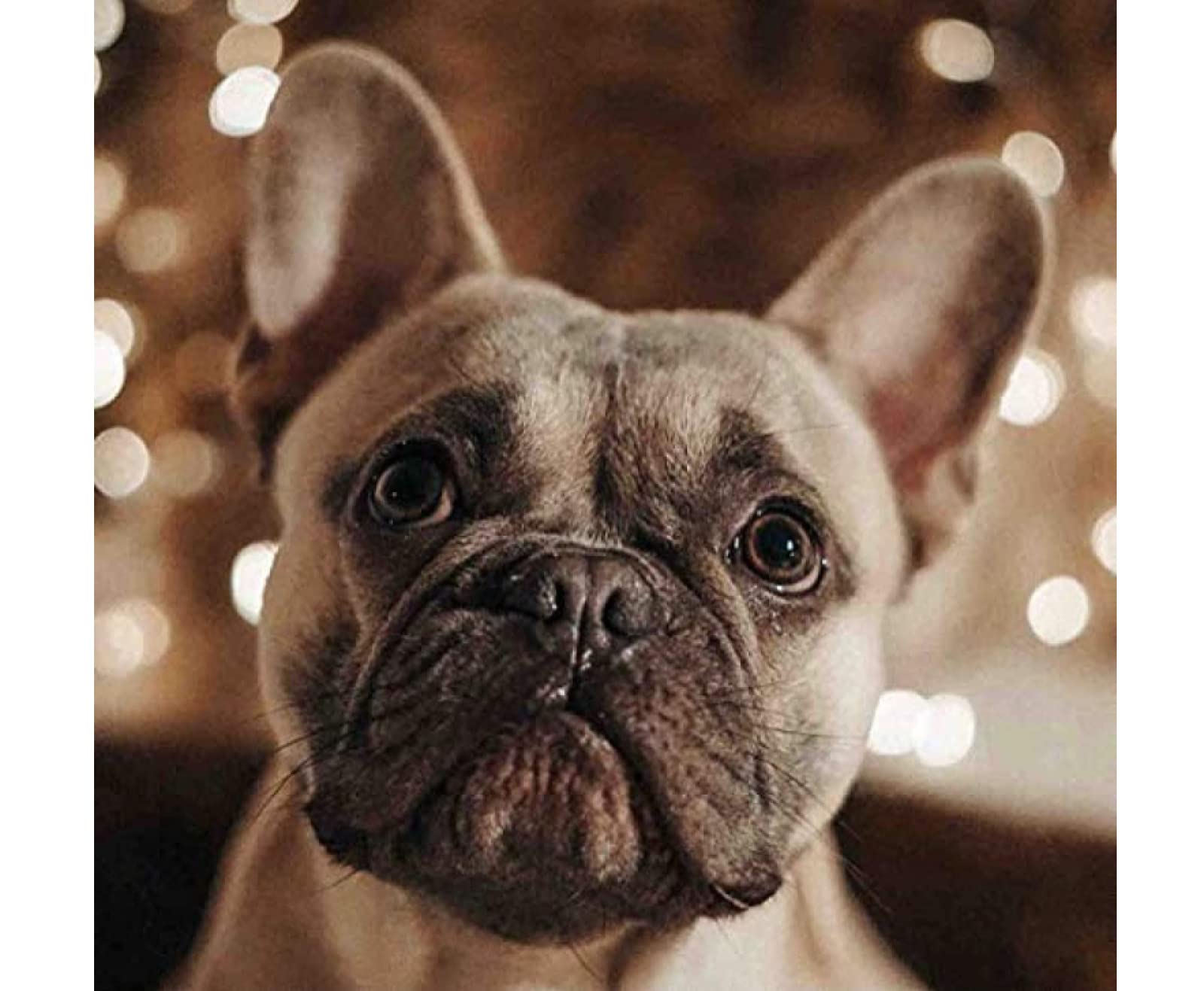 SanZez Diamond Painting,French Bulldog,5D Diamond Art Kits for Adults,Mosaic Crystal Craft Kits for Home Wall Decor 30x40cm