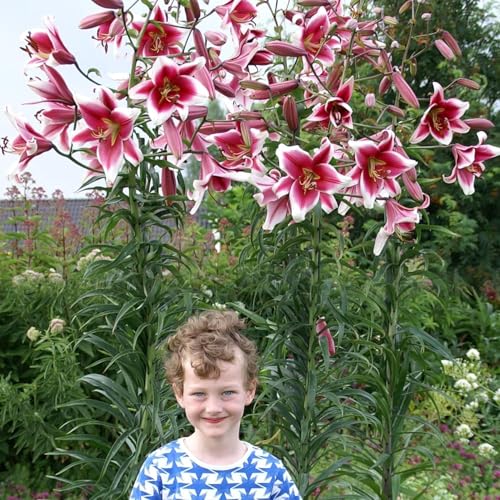 Lirios gigantes Friso (3 bulbos), bulbos de flores resistentes al invierno de Holanda para plantar en el jardín, no artificiales) (Friso)