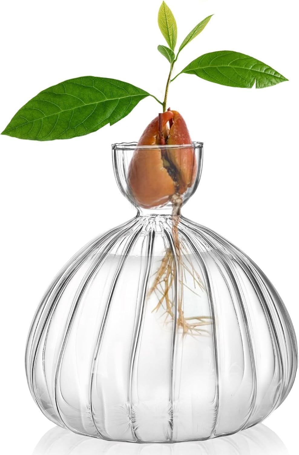 Avocado Seed Sprout Starter Vase Planter Pot, Avocado Tree Growing Vase Glass Container, Clear Striped Glass Propagation Jars for Hydroponics Plants Home Office Decoration