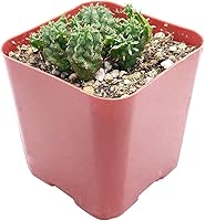 Vista 2 de Euphorbia Monstrose - Planta de interior de 2 pulgadas, suculenta saludable, rara e inusual, viva y de fácil cuidado, totalmente enraizada