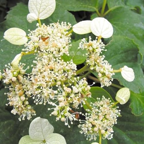 Vigne d'hortensia japonais 1L - Agréable parfum de miel
