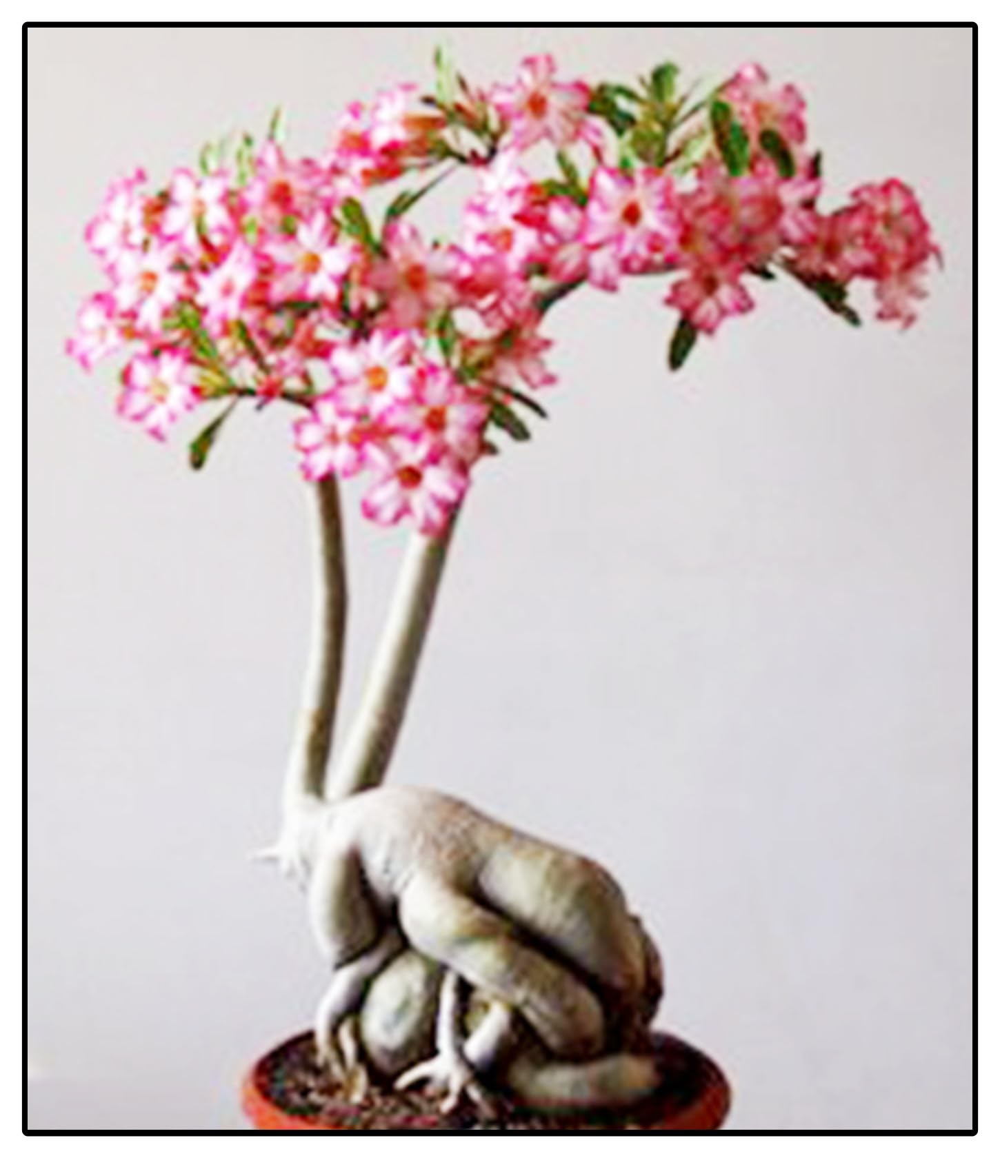 Desert Rose Bulbs, Desert Rose Plant Bulbs, Suitable, Wedding Flowers, Adenium obesum Plant, Desert Rose Plant Strong Plants That Grow Well Mix Golden Jade Carving Feels Beautiful-3Bulbs-C