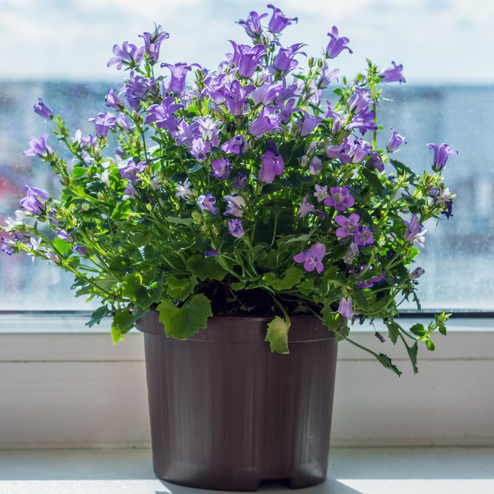 Amazon.com : Blue Campanula Plant 2.5 Inches Potted, Campanula Plant Live, Bellflower  Plants : Patio, Lawn & Garden