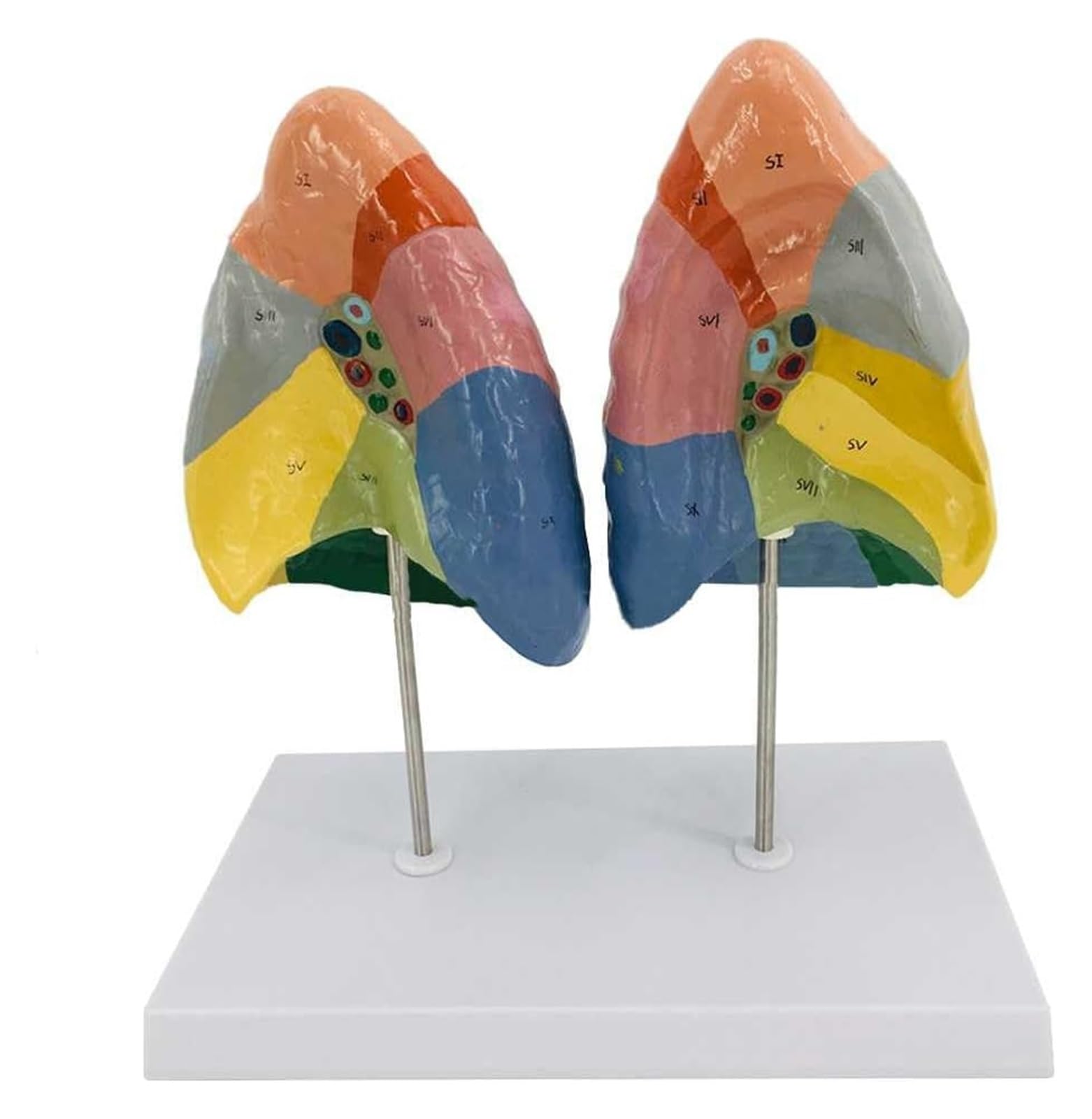 Modelo colorimétrico de segmento pulmonar que evita confusiones en exámenes de anatomía