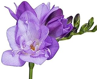 Viola 8 Pcs Fresia bulbi Bulbo Perenne Fiori Sbocciano Attraente Aroma Pianta Raccolto issimi Fiori in Primavera Autunno Decorare mazzi di Fiori per la Vasta Gamma di Usi