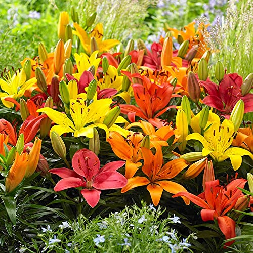 10 x Lilium Asiatic Mixed Delightful Mix of Bright Blooms Perennial Summer Flowering Bulbs for Your Beautiful Garden
