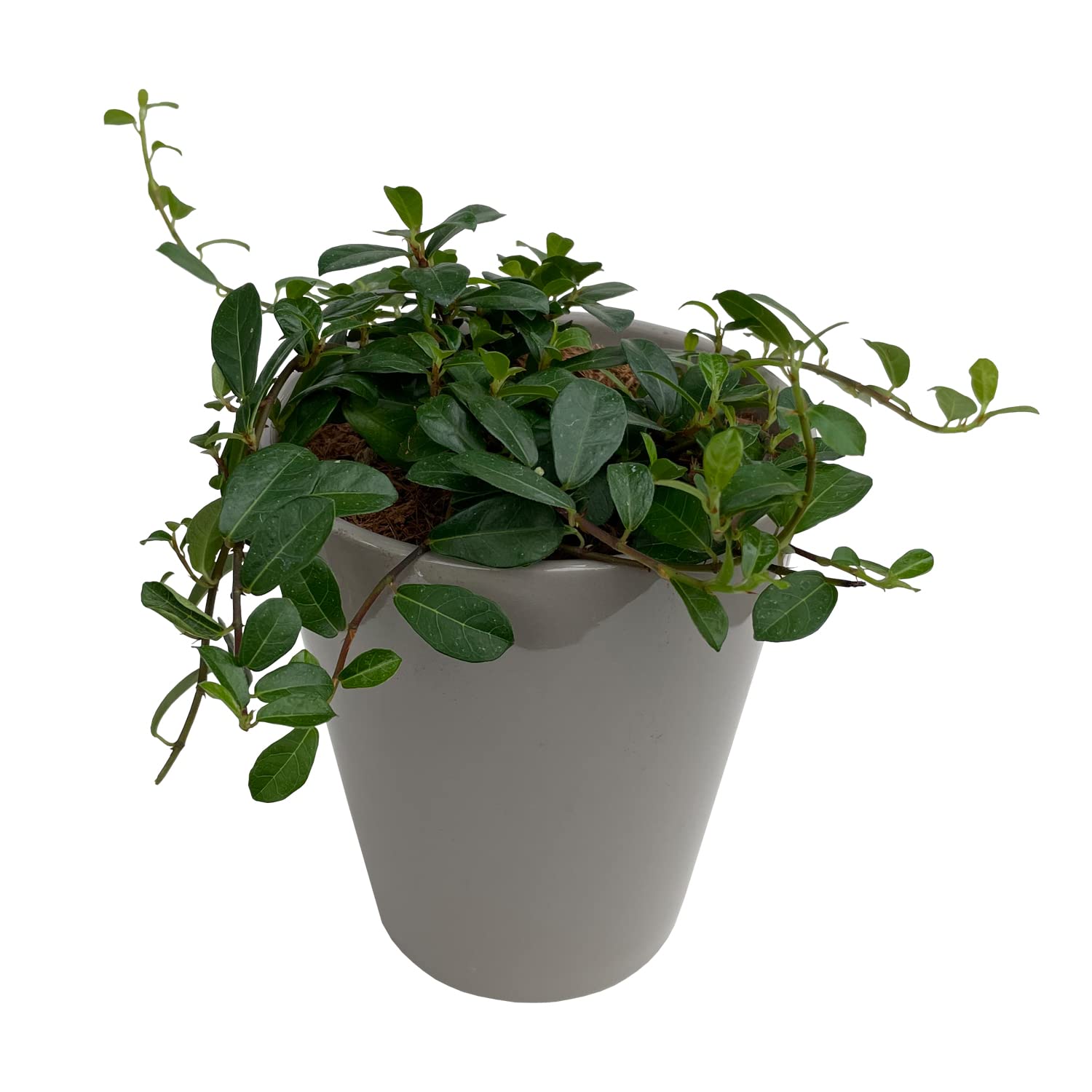 Amazon｜花のギフト社 ツル性ガジュマル鉢植え フィカス・シャングリラ