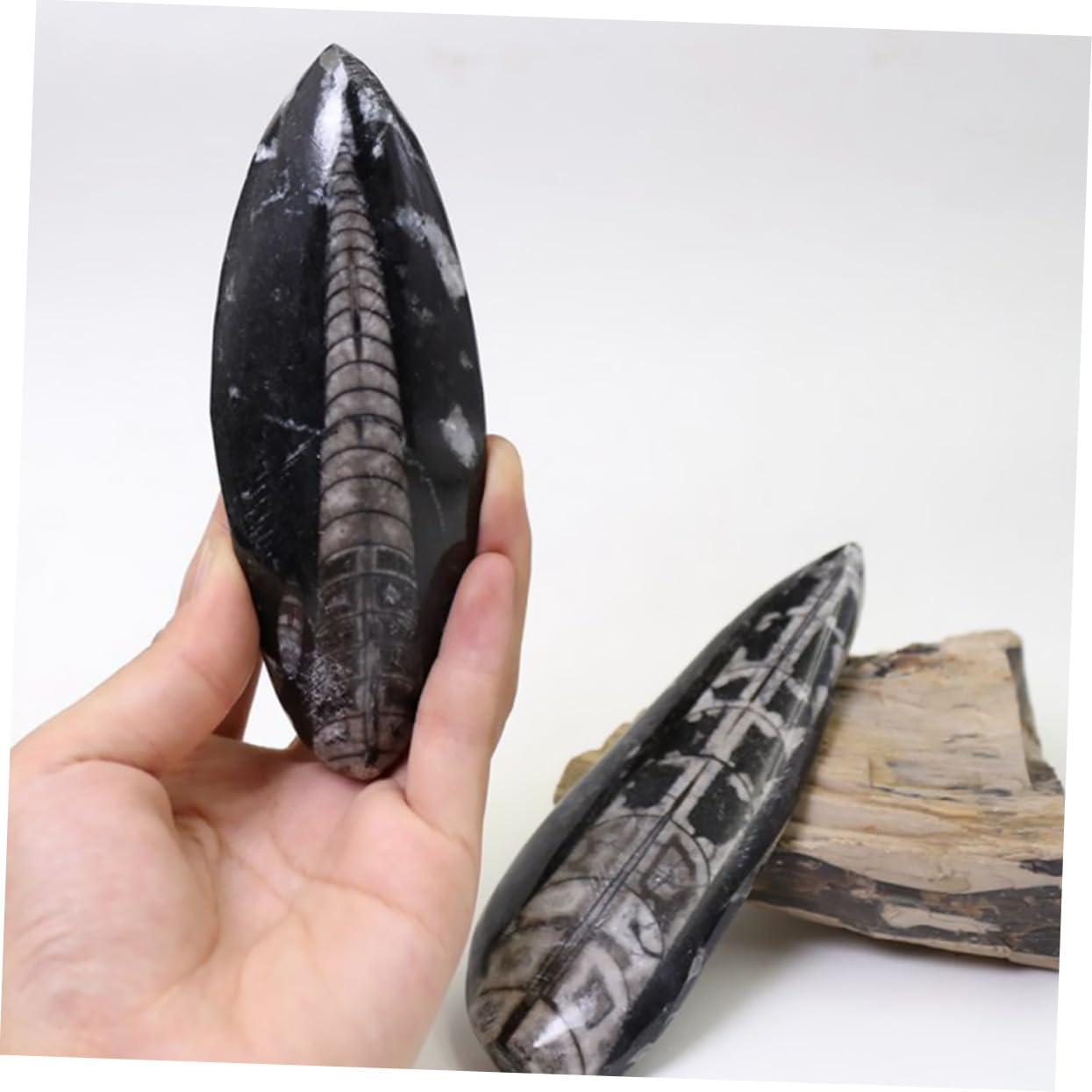 Gatuida Fósil Orthoceras Natural De Gran Tamaño Para Enseñanza, Muestra Paleontológica Fósil Marino, Decoración Educativa y Modelo Científico Para Colección y Laboratorio De Ciencias