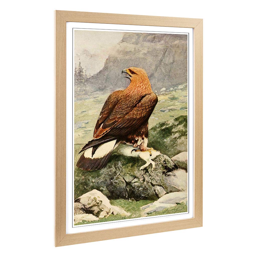 Big Box Art Framed Print of Vintage W Kuhnert Golden Eagle (2) Design | Wall Art Picture | Home Decor for Kitchen, Living Room, Bedroom, Hallway, Oak, A2 / 24.5x18 Inch / 62x45cm