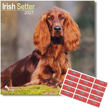 Avonside Irish Setter 2027 Square Calendar with Organisational Stickers | 16 Month Square Wall Calendar, Month to View Layout, Marked UK Holidays, High Quality Images, Home or Office Planner, 12x12in