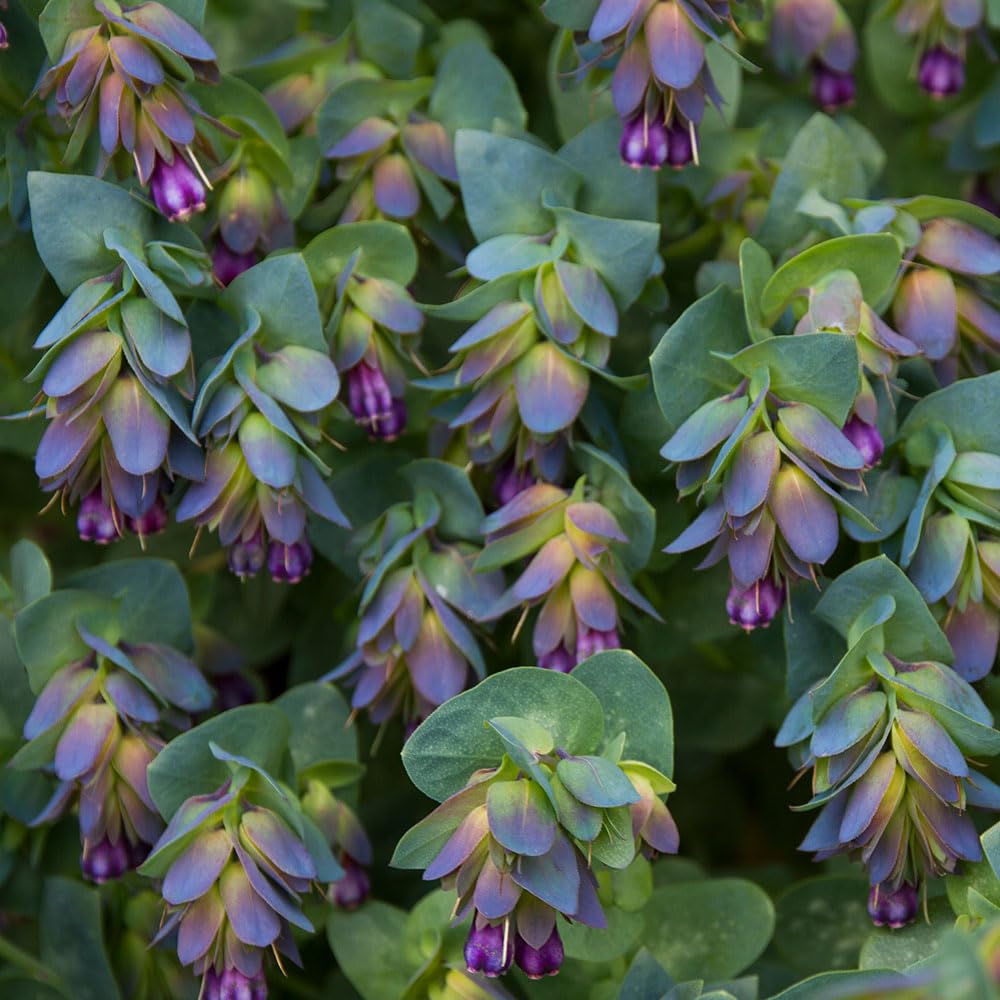 Cerinthe Major Purpurascens Seeds – Exotic in Appearance, Easy for Containers – RHS Plants for Pollinators – Hardy Annual – for Your Beautiful Garden