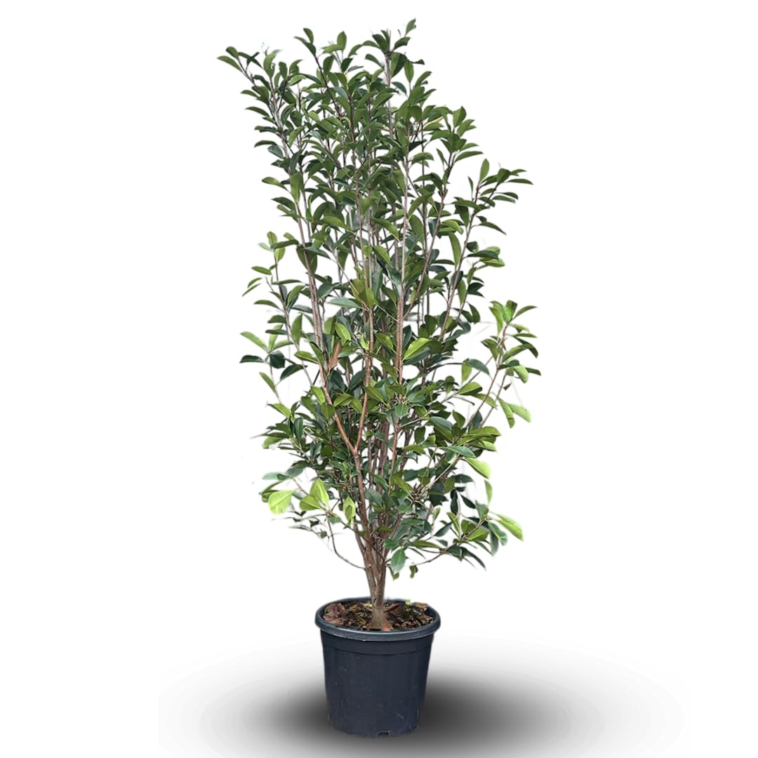 Attitude Jardin - Photinia red robin - fraseri - plantes de haies - 170-190 cm - ⌀ 30 cm - plante d'extérieur