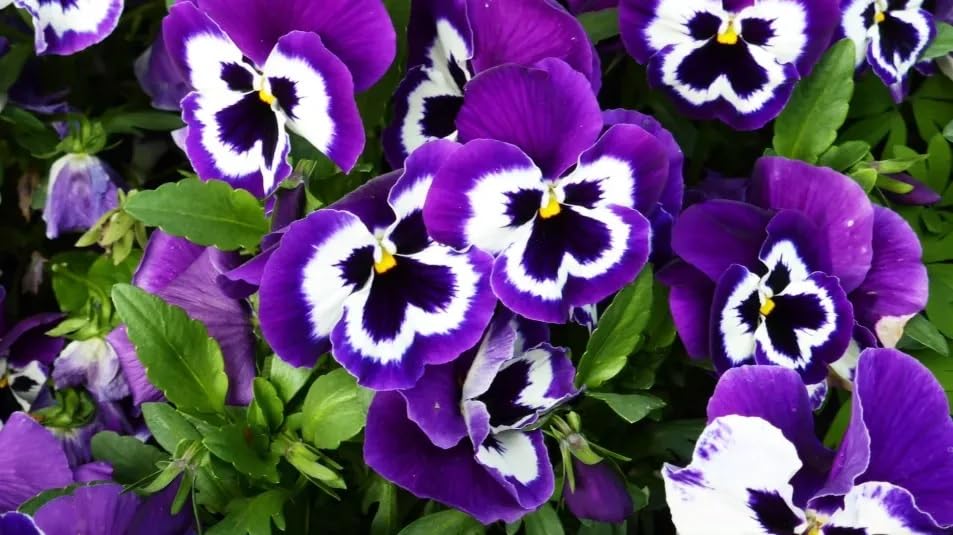 Image of Pansy Flower Seeds 50 Plus Mixed Color for Planting Winter Seasonal Flower Seeds for Home Garden Balcony Terrace Easy Grow Decorative Blooming Plants for Indoor Outdoor Gardening (Pansy)