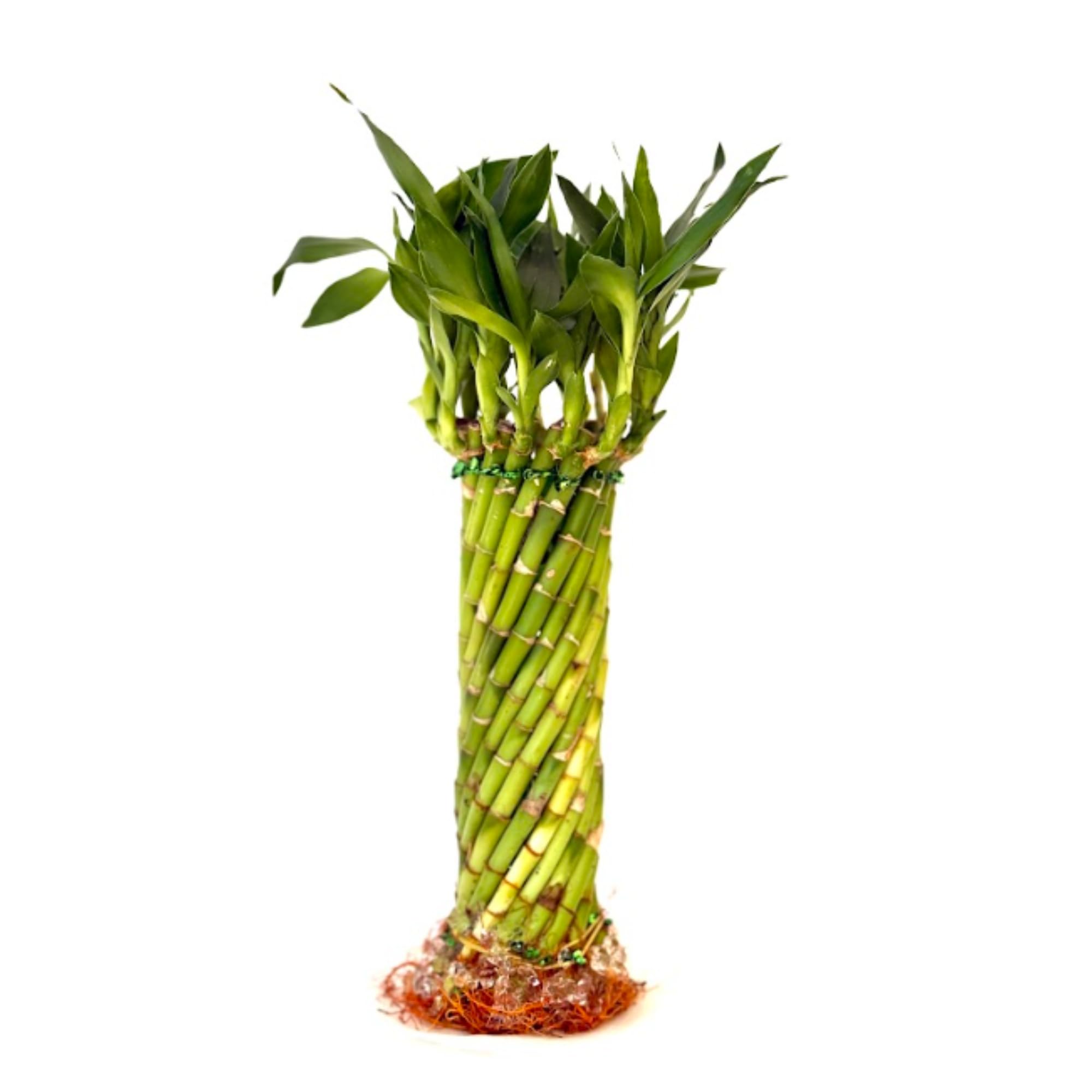 clone machine for plants Psycloner 35 Site Pro Aeroponic Cloner Machine main image 1