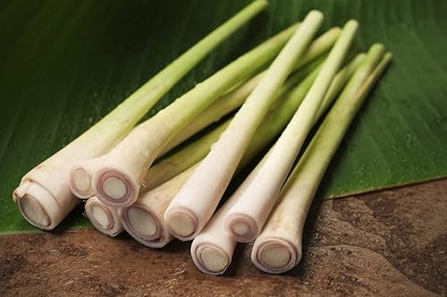 Miniatura 5 de Gaea's Blessing Semillas – Semillas de citronela – Semillas sin OMG con instrucciones de siembra fáciles de seguir – Hierba de limón sin tratar y