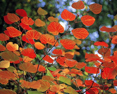 Amazon | マルバノキ 高さ約0.7m（鉢底から） | 植木