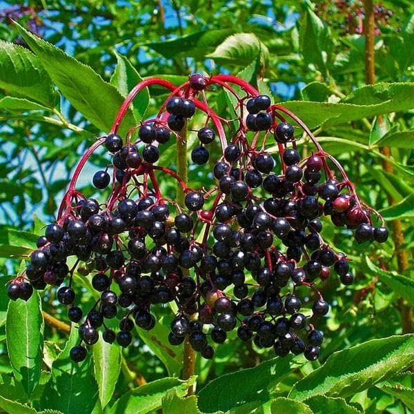 Mphmi Nursery Delhi Plant NCR Sambucus Nigra, Elderberry, Black Elder - Plant (B0BBGX1F61) Amazon Price History, Amazon Price Tracker