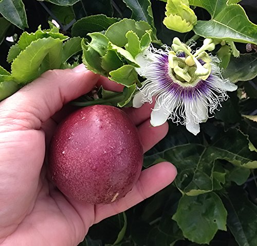 Cold Hardy 'Red Rover' Edible Passiflora Edulis - Edible Purple Passion Flower Fruit Vine - Live Plant #TOP2