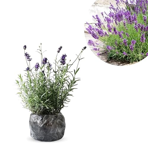 Pack 2 Provence Lavender Live Plants, Perennial Purple Lavender Flowers