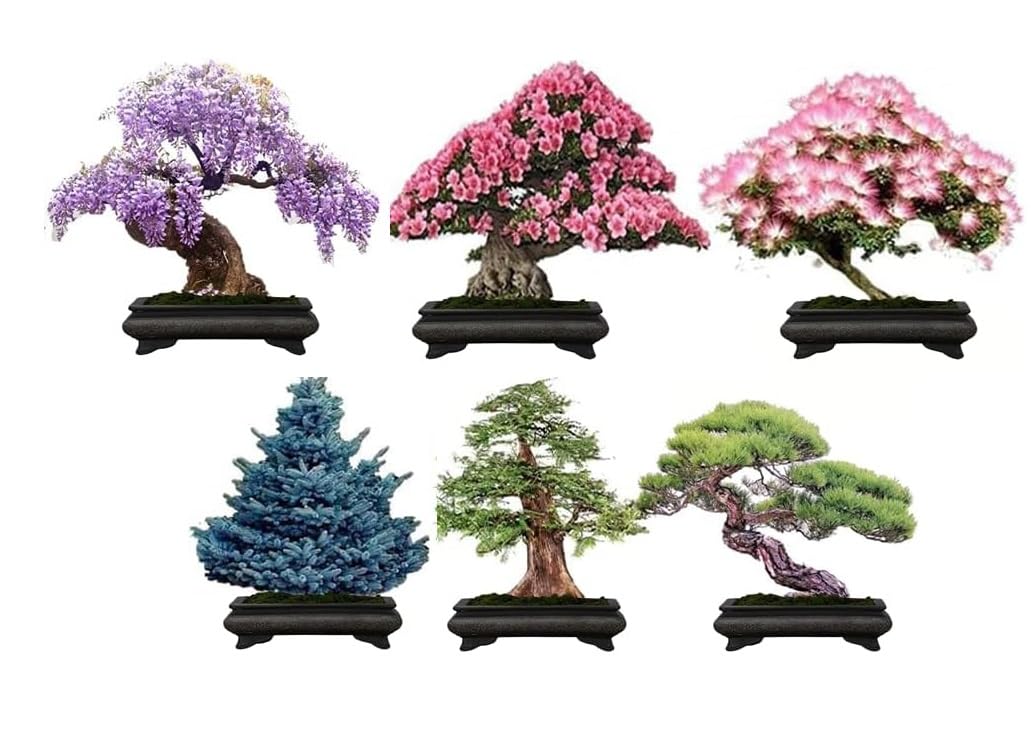 buy indoor house plants online Popular Houseplant 6-pack: Easy Plant Variety Pack – Cute & Unique Plants