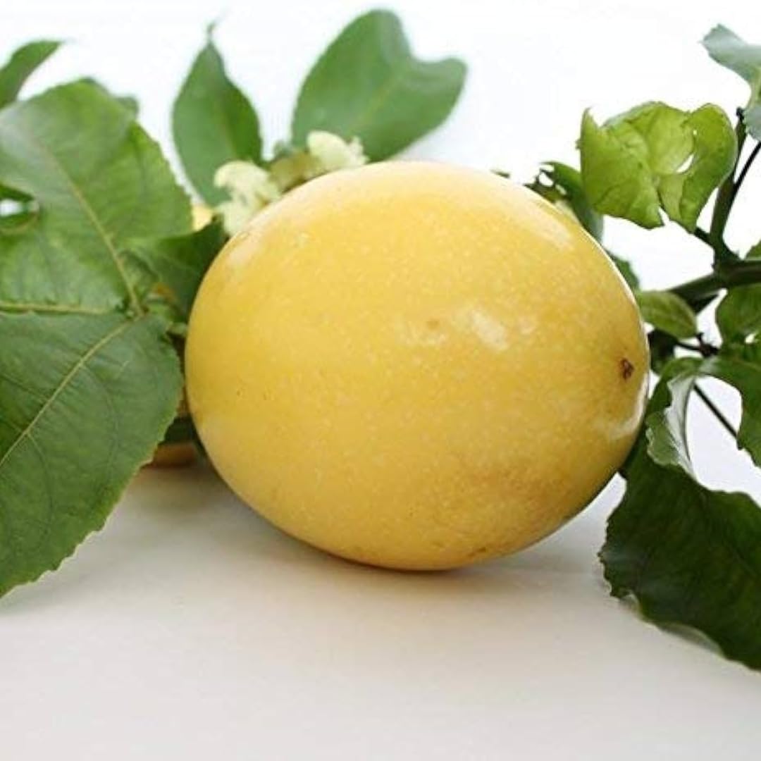 See full amazon price history chart for M-Tech Gardens Passion Fruit (" Giant Yellow, Hybrid) Exotic 1 Live Fruit Plant M-Tech Gardens Passion Fruit (" Giant Yellow, Hybrid) Exotic 1 Live Fruit Plant (B07ZDDWMW2) Amazon Price History, Amazon Price Tracker