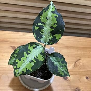 アグラオネマ　ピクタム(MB-2022/AJML/NXG01) 小 アグラオネマ ピクタム(MB-2022/AJML/NXG01) 小 アグラオネマ ピクタム