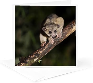 Greeting Card - Kinkajou, Mindo, Andes, Ecuador - SA07 POX1981 - Pete Oxford - Ecuador