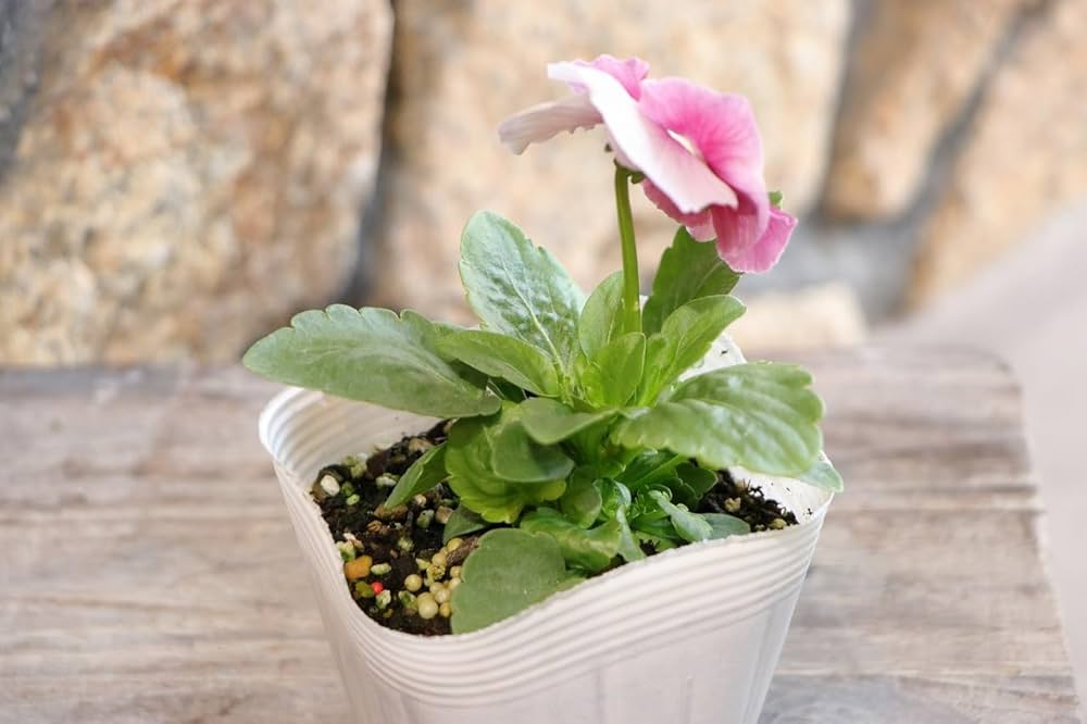 スプリングフラワーフレアブラトップ パンジーS スプリングフラワーフレアブラトップ パンジーS スプリング