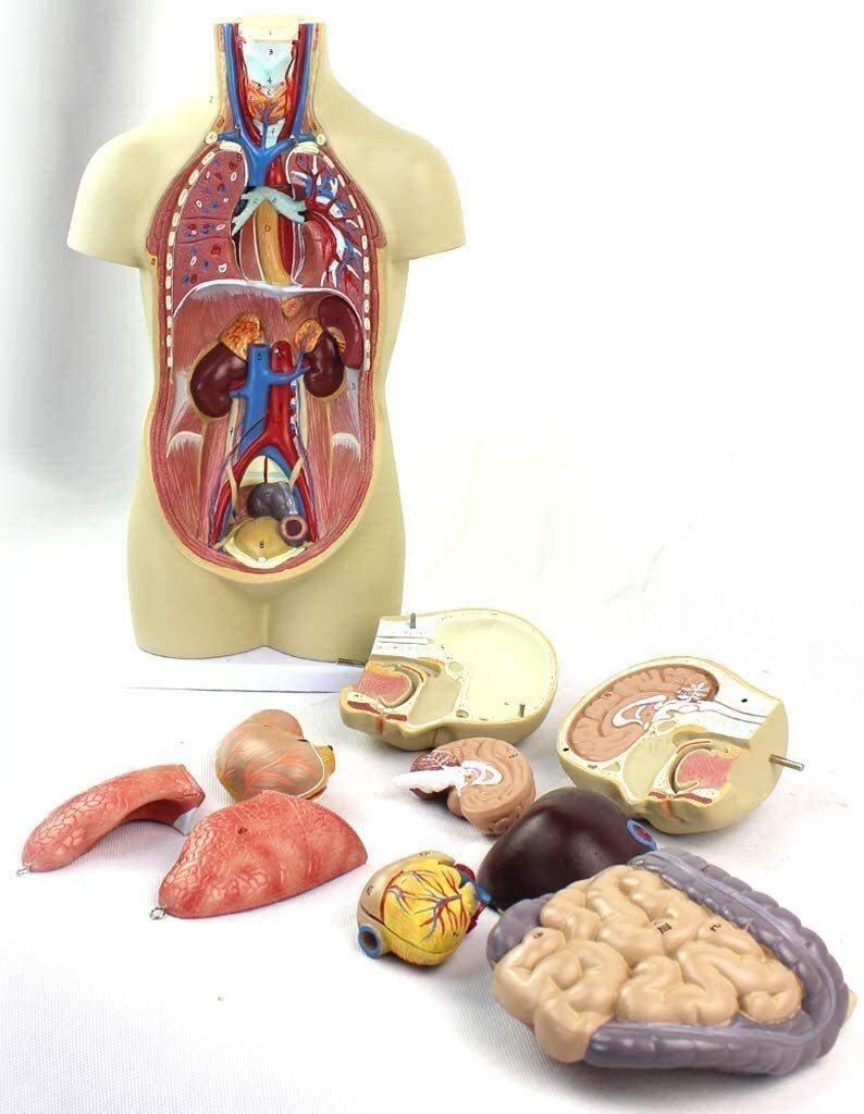 Torso Modelo Anatómico Desmontable del Cuerpo 12 Piezas De PVC De Equipos Médicos para Los Órganos Anatómicos, Kits De La Ciencia, Los Suministros De Laboratorio 43Cm