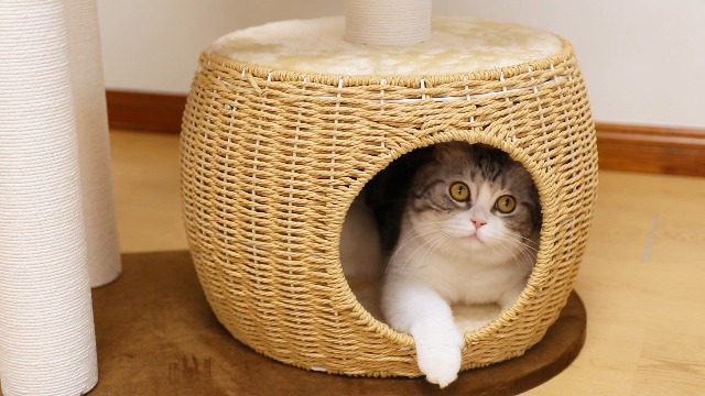 Amazon | LULUCAT キャットタワー 木製 大型 据え置き 大型猫 おしゃれ